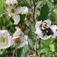 A bumblebee pollinates a blackberry blossom.